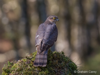Sparrowhawk (Accipiter nisus) Graham Carey